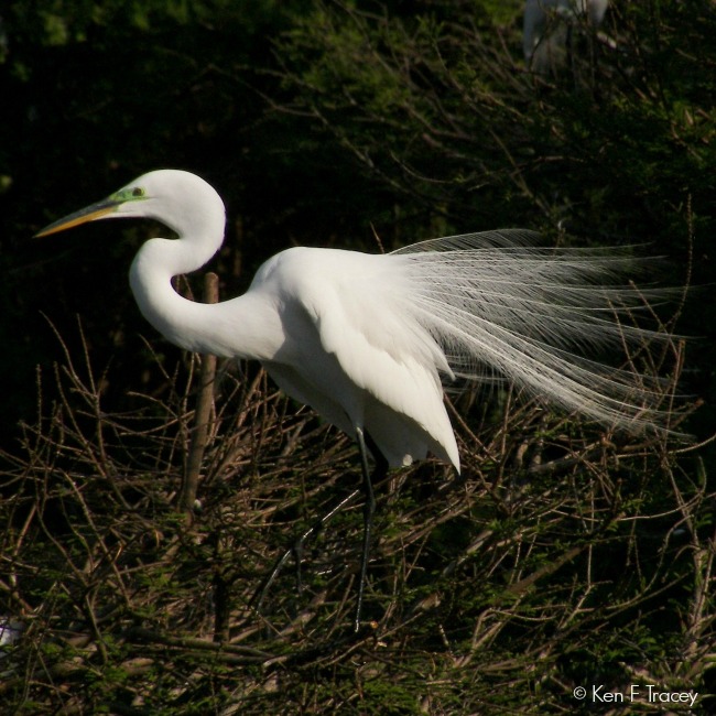 Great Egret © Ken F Tracey