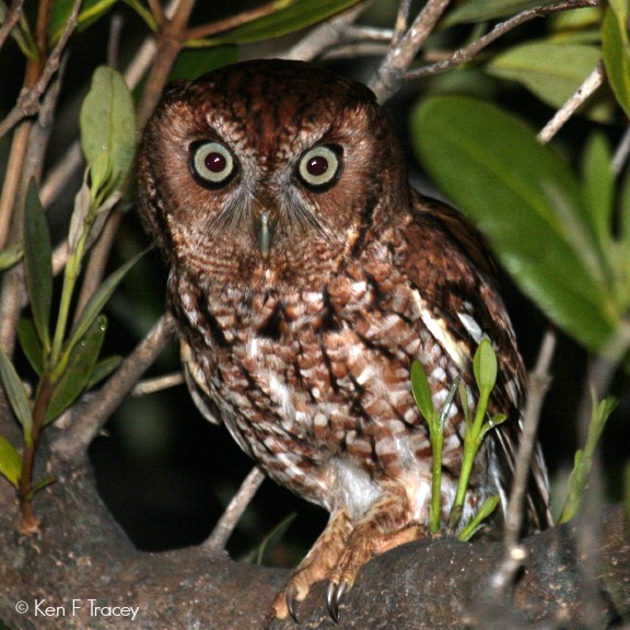 Screech-Owl © Ken F Tracey