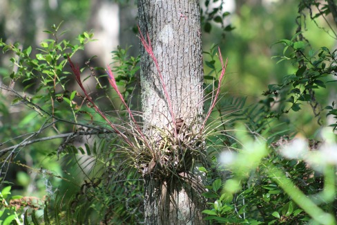 Bromilaid Native Plant in Brooker Creek Preserve, Florida