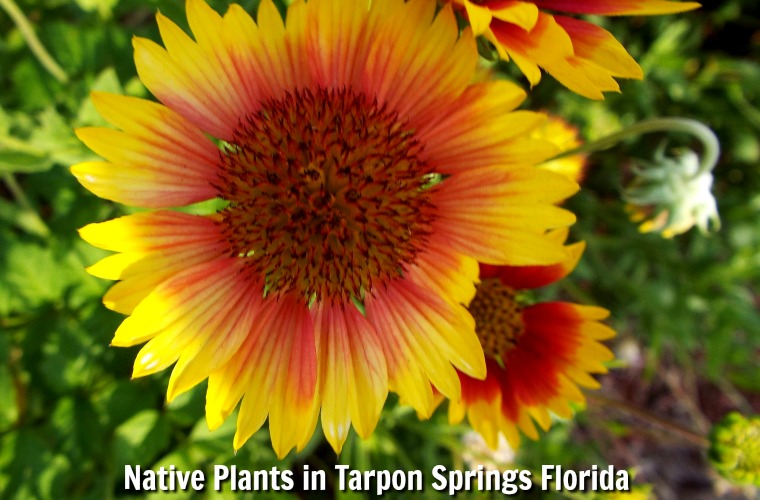 Learn More About Native Plants in Tarpon Springs Florida