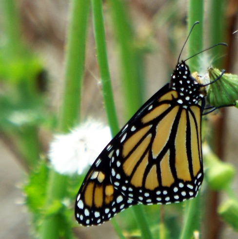 Monarch Butterfly in Florida