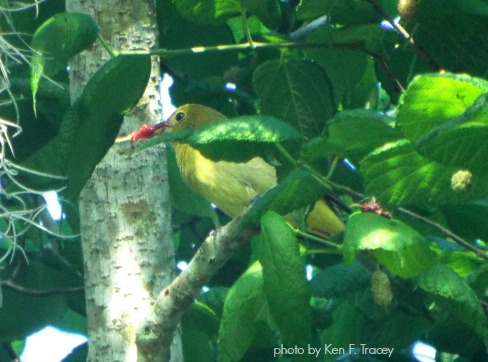 Scarlet Tanager female eating Red Mulberry fruit - photo by Ken F Tracey